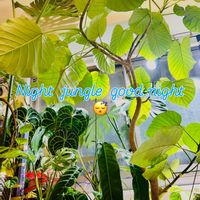 ウンベラータ,エバーフレッシュ,フィカス　ウンベラータ,フィカス,森林浴の画像