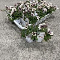 ペチュニア,ペチュニア カプチーノ,きぬたのイチオシの画像