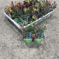 リナリア,リナリア リップルストーン,きぬたのイチオシの画像