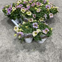 ペチュニア,きぬたのイチオシ,ペチュニア　ラベンダーラテの画像