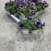 ペチュニア,ペチュニア　モンローウォーク　ペールモーブシルバー,きぬたのイチオシの画像