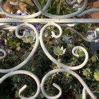 フランネルフラワー,フランネルフラワー,寄せ植えの画像