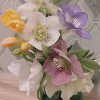 フリージア,フリージャ,スマホ撮影,今日のお花,キュンキュン乙女倶楽部の画像