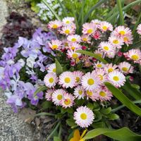 イオノプシジウム,デージー,ミニアイリス,ラナンキュラス,ビオラの画像