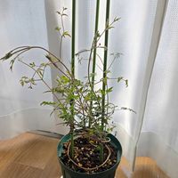 クレマチス,クレマチス 白万重,花のある暮らし,花友さんに感謝♡,ベランダの画像