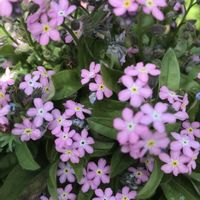 オオイヌノフグリ,ワスレナグサ,カラスノエンドウ,アマナ,セリバヒエンソウの画像