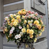 アイビー,ビオラ　アイクルール,スリットバスケット,八重咲きパンジー　アチュードの画像