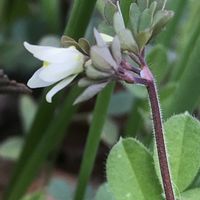 イカリソウ,キュウリグサ,マツバウンラン,ヒメウズ,ムラサキ科の画像