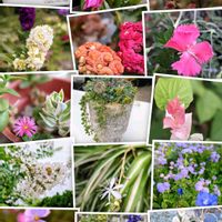 コスモス,思い出,愛知県,豊田市,久屋大通庭園フラリエの画像