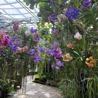 バンダ,胡蝶蘭,お花,沖縄,可愛い♡の画像