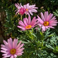 タンチョウソウ,プスキニア,マーガレット,リナリア,ハトの画像