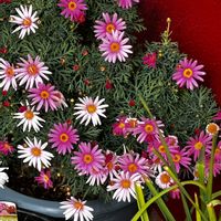 カラー,クリスマスローズ,クリスマスローズ,シクラメン,ツバキの画像