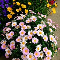 ビデンス,マーガレット,マーガレット,ピンクワールドへ ようこそ,火曜日はピンク色の花の画像