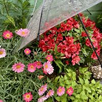 アルストロメリア,マーガレット,サフィニア,雨の日,小さな花壇の画像