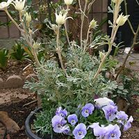 フランネルフラワー,花のある暮らし,育てる喜び,いつもありがとう(*^。^*)✌️,春だよ〜スイッチONの画像