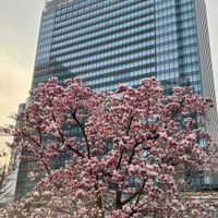 モクレン,モクレン,モクレン,サラサモクレン,サラサモクレンの画像