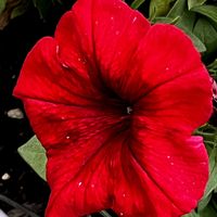 バーベナ,バーベナ,ペチュニア,ペチュニア,ラナンキュラスの画像