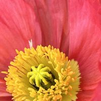 ポピー,真っ赤な火曜日,花を通じて愛と平和を,ほら、綺麗な花でしょ！の画像