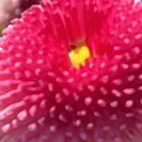 デージー,真っ赤な火曜日,花を通じて愛と平和を,ほら、綺麗な花でしょ！の画像