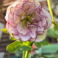 アザレア,チューリップ,ネモフィラ・マクラータ, クリスマスローズ,ビバーナムティヌスの画像