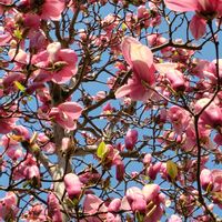 モクレン,ピンク❤︎ピンクの画像