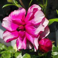 グズマニア,グズマニア,チューリップ,チューリップ,ラナンキュラスの画像