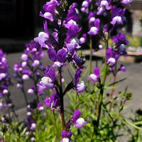 リナリア,お出かけ先の画像