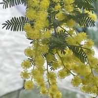 ハナニラ,ハナニラ,ニオイスミレ,ニオイスミレ,ミモザの画像