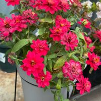 アンスリウム,ジニア,花のある暮らし,沖縄,おうち園芸の画像