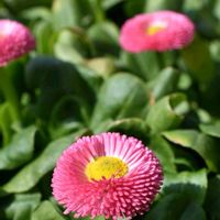 デージー,京都府立植物園,素敵な出会いに感謝,胸キュン,感動のおすそ分けの画像