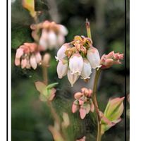 ブルーベリー,花のある暮らし,実のなる木,多様性を愛する会,人に優しくの画像