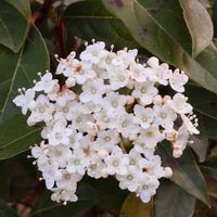 スキミア,癒される,感謝,花のある暮らし,しあわせの画像