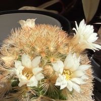 紅稚児,カルメナエ,エリゲロン,セダム属 ウィンクレリー,お月様の画像