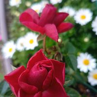 デージー,デージー,ネモフィラ,ノースポール,ノースポールの画像