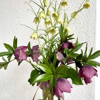 クリスマスローズ,バイモ,バイモ（アミガサユリ）,切り花,キキ　クリスマスローズの画像