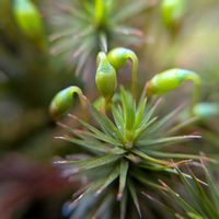 シャクヤク,山椒,芍薬,スギゴケ,サンショウの画像