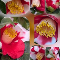 コブシ,コブシ,ツバキ,ビオラ,桜草の画像