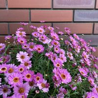 マーガレット,マーガレット,マトリカリア,マーガレットモリンバ,マーガレットモリンバの画像