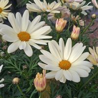 カランコエ,カランコエ,サクラソウ,サクラソウ,シクラメンの画像