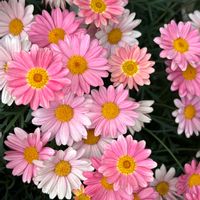 マーガレット,ボンザマーガレット,散歩,黄色の花,ピンク色の花の画像