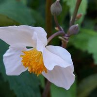 シラユキゲシ,花のある暮らし,小庭,植物大好き,人に優しくの画像