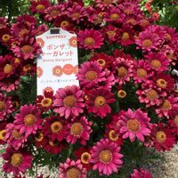 ボンザマーガレット,花が好き,寒冷地,サントリー フラワーズ,花が好きな人と繋がりたいの画像