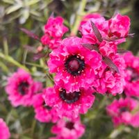 ギョリュウバイ,オザキフラワーパーク,オージープランツ,季節の花,東京の画像