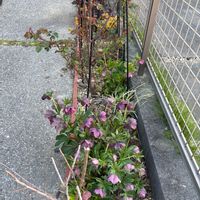 アジュガ,クリスマスローズ,シモツケ ,バラ、薔薇、ばら,小さい庭の画像