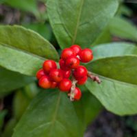 センリョウの画像