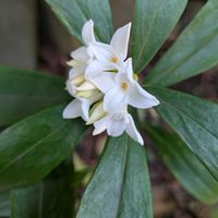 ジンチョウゲの画像