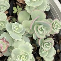 ミセバヤ,多肉植物,鉢植えの画像