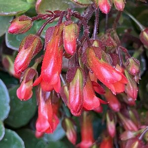 赤い花,#ガーデニング,エクステリアの画像