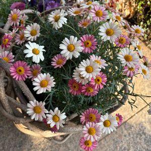 マーガレット,手作り雑貨,籐の籠,GSに感謝。,今日のお花の画像