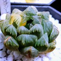 ハオルチア,ハオルチア オブツーサ,多肉植物,ハオルチア属,ハオルチア錦の画像